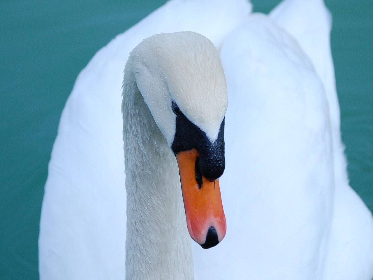 swan mute head free photo