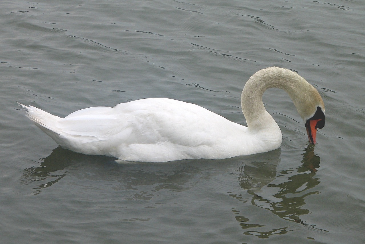 swan mute swimming free photo