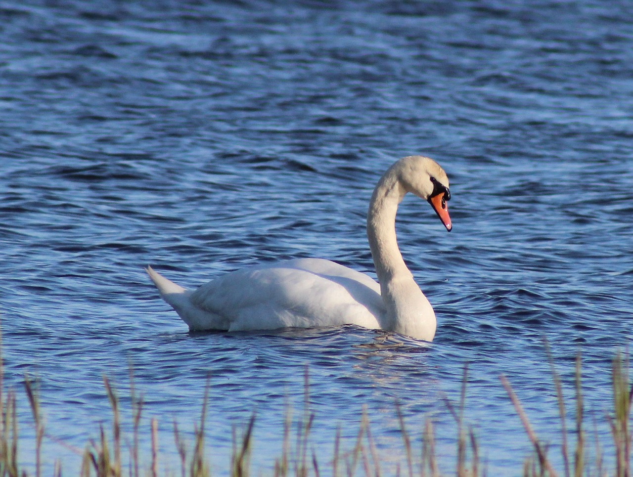 swan mute swimming free photo