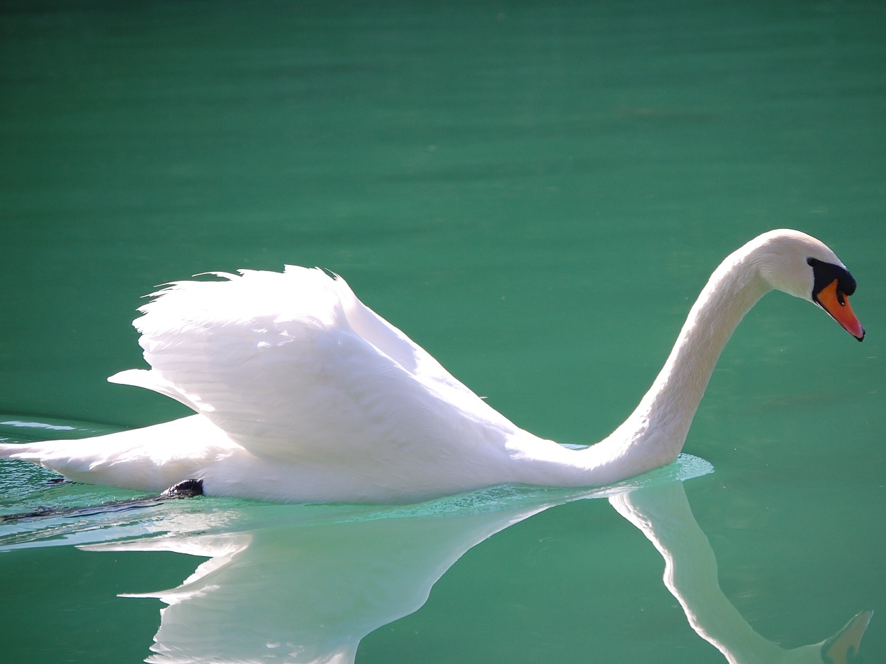 swan mute swimming free photo