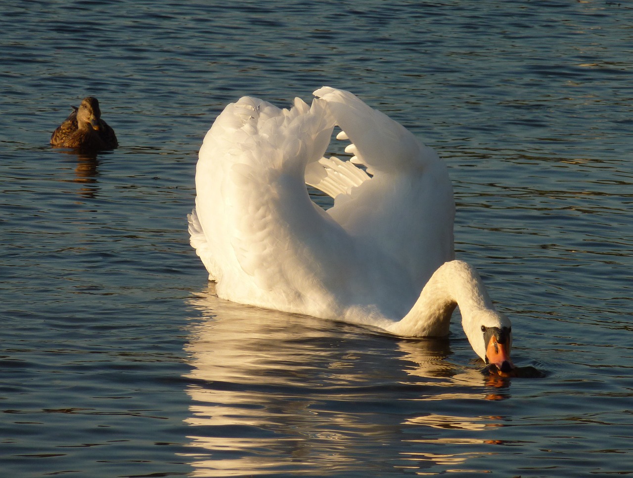 swan mute swimming free photo