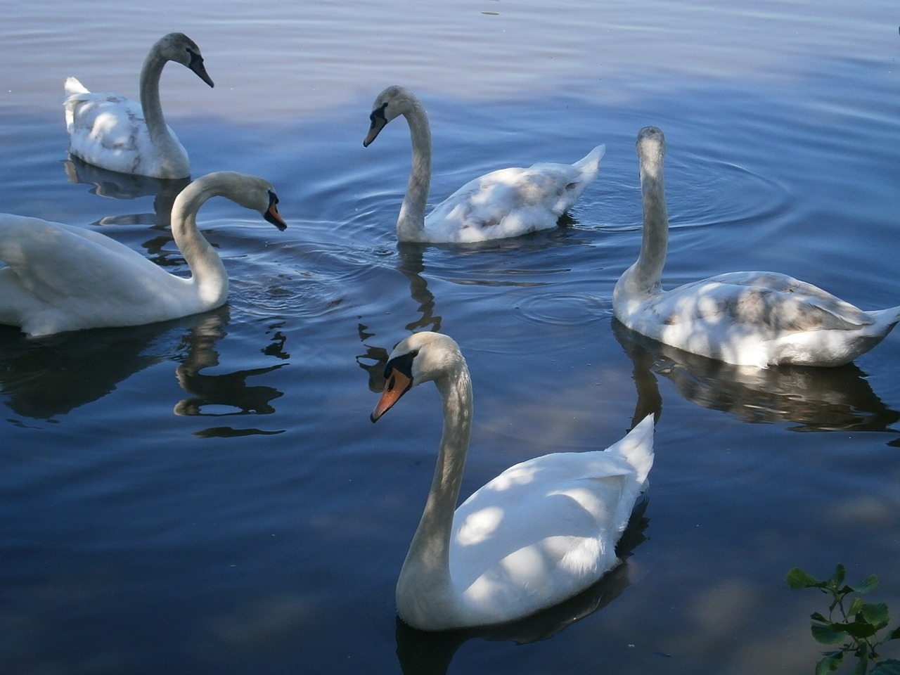swan swans birds free photo