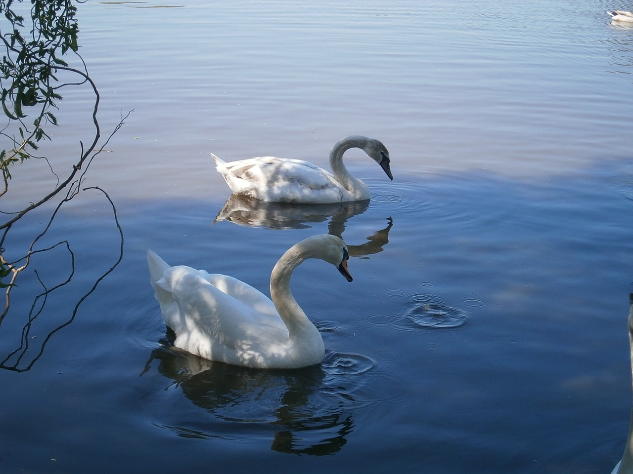 swan pond white free photo