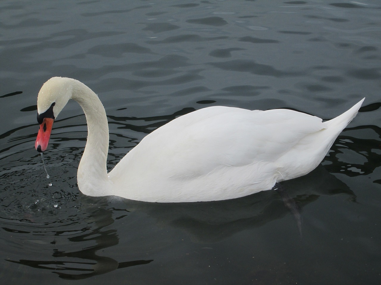 swan water bird free photo