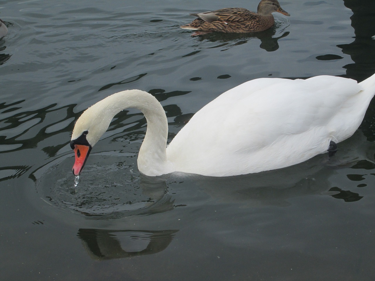 swan water lake free photo