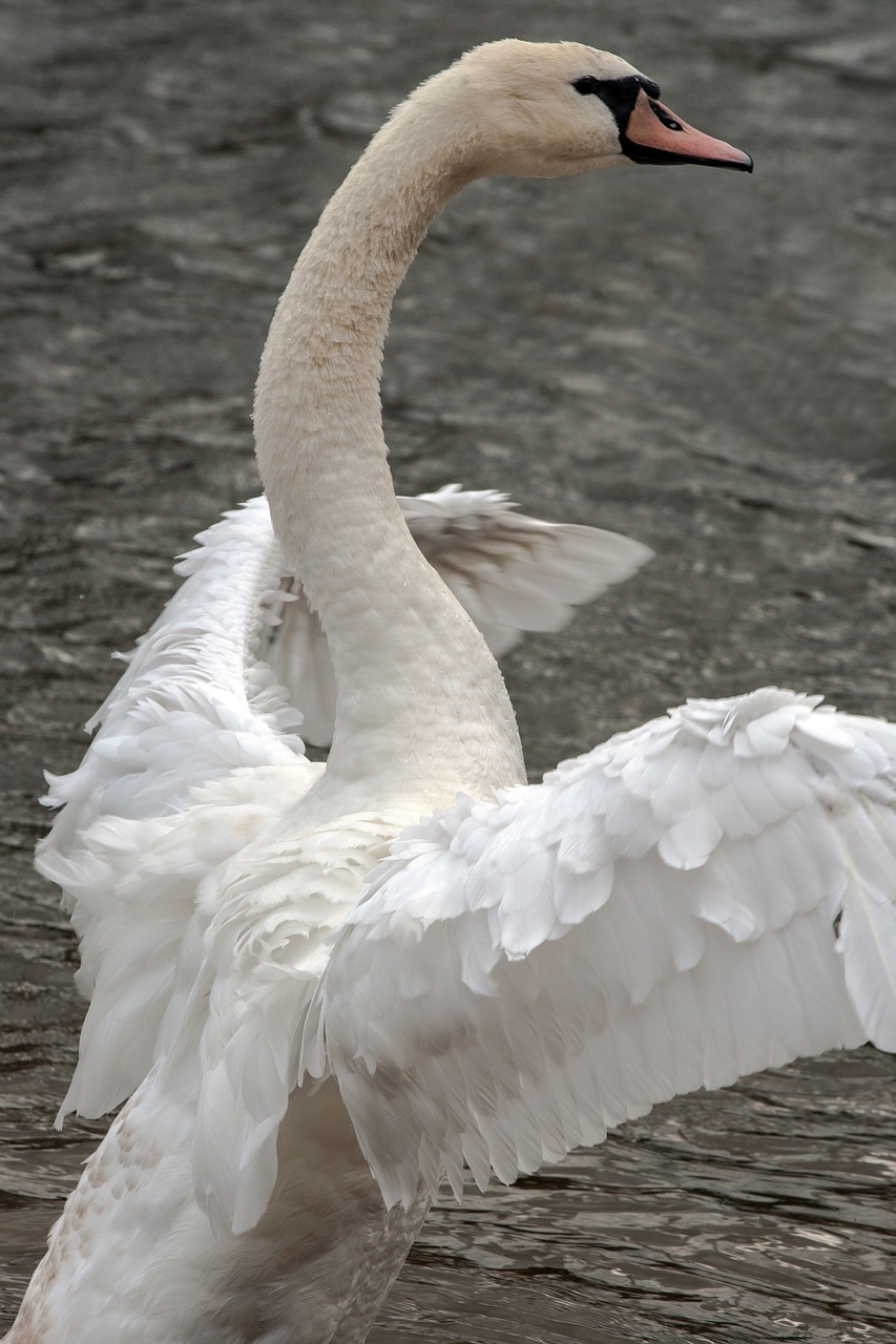 swan animals wing free photo