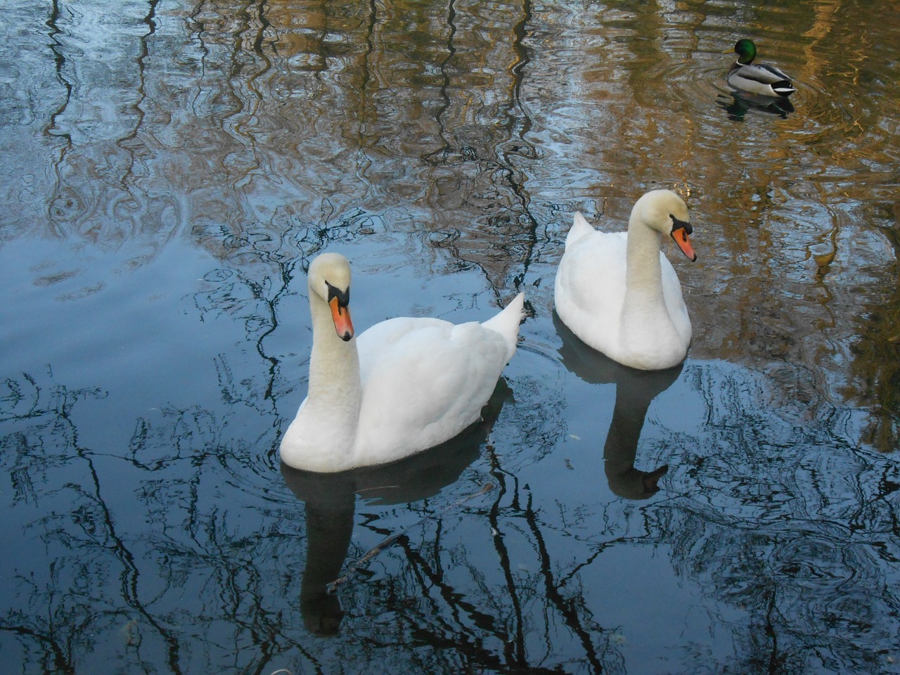 swan swans water bird free photo