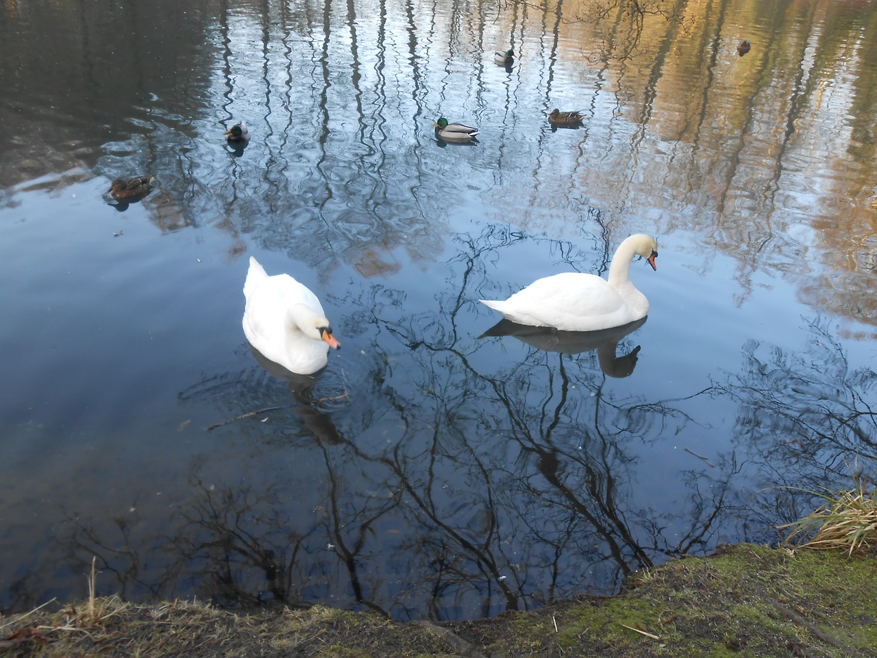 swan swans water bird free photo