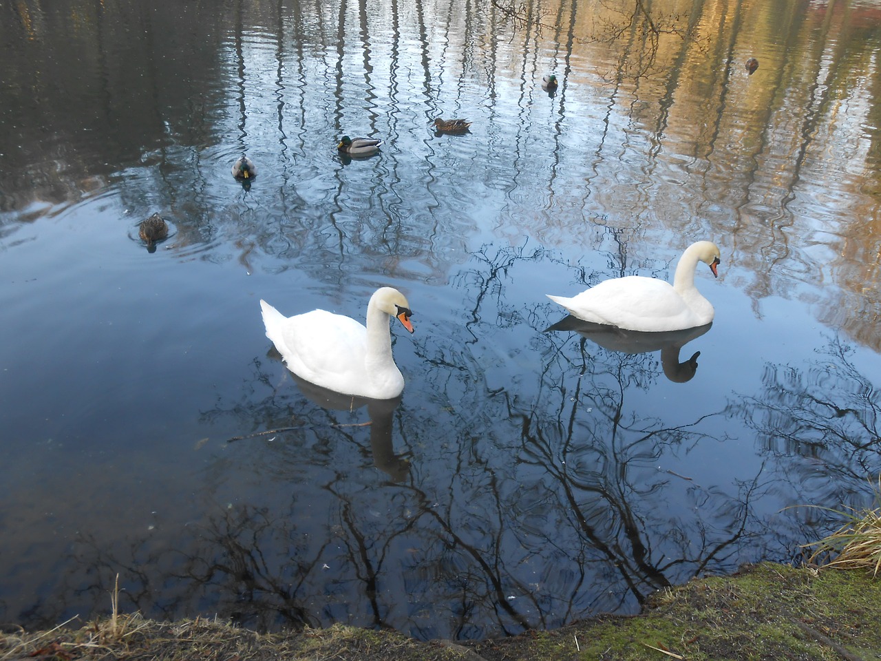 swan swans water bird free photo