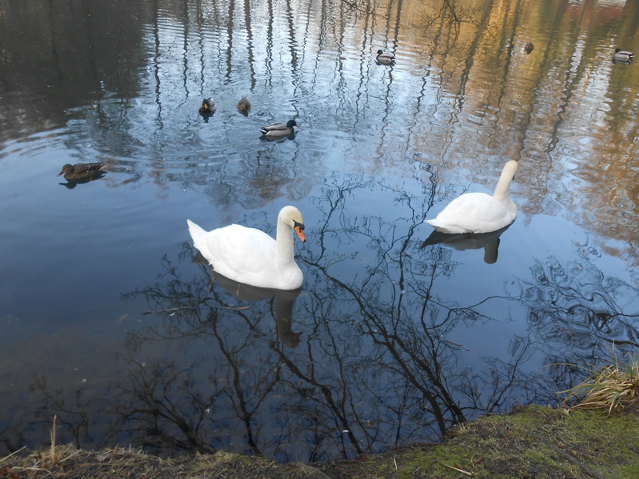 swan swans water bird free photo