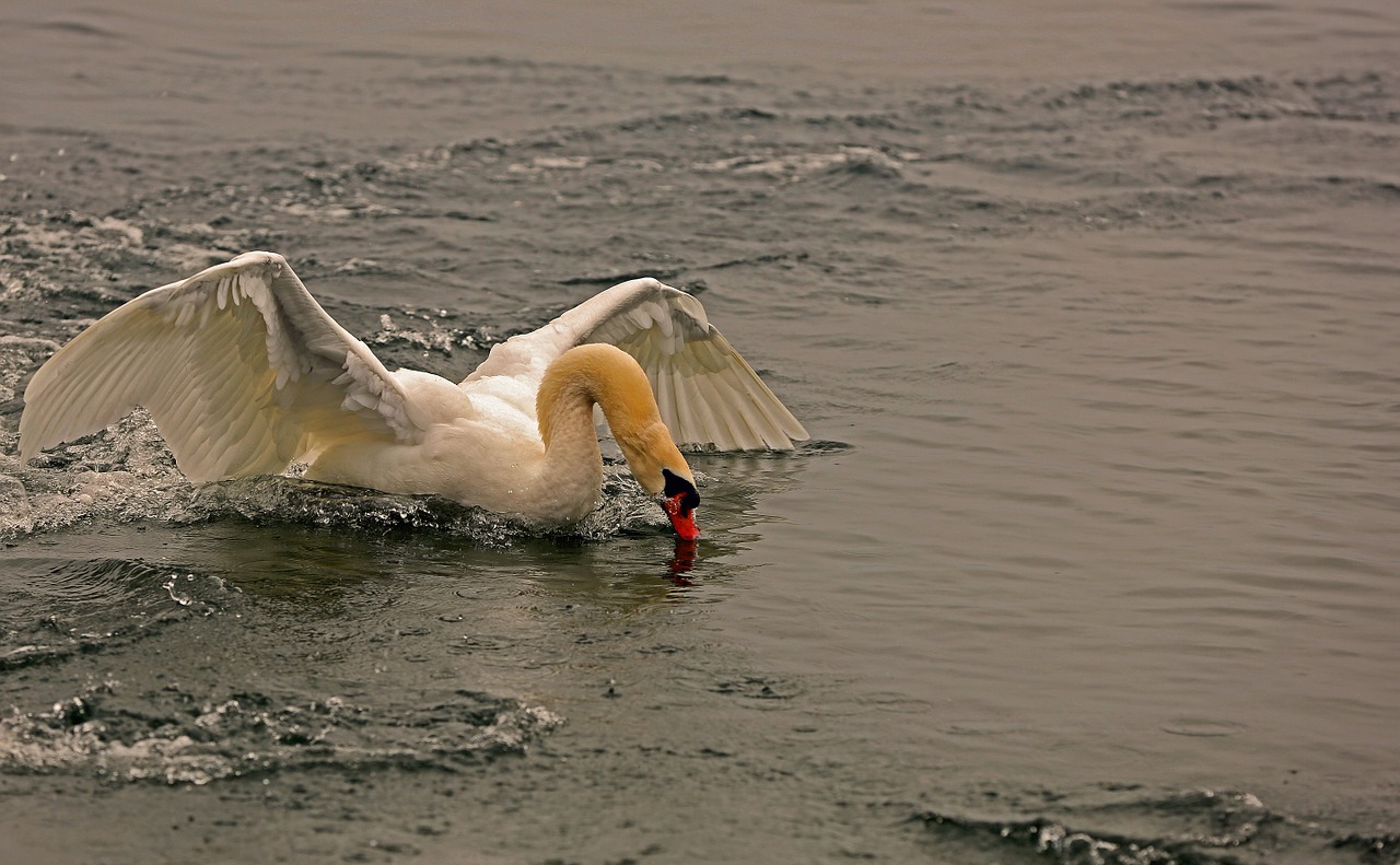 swan landing water free photo