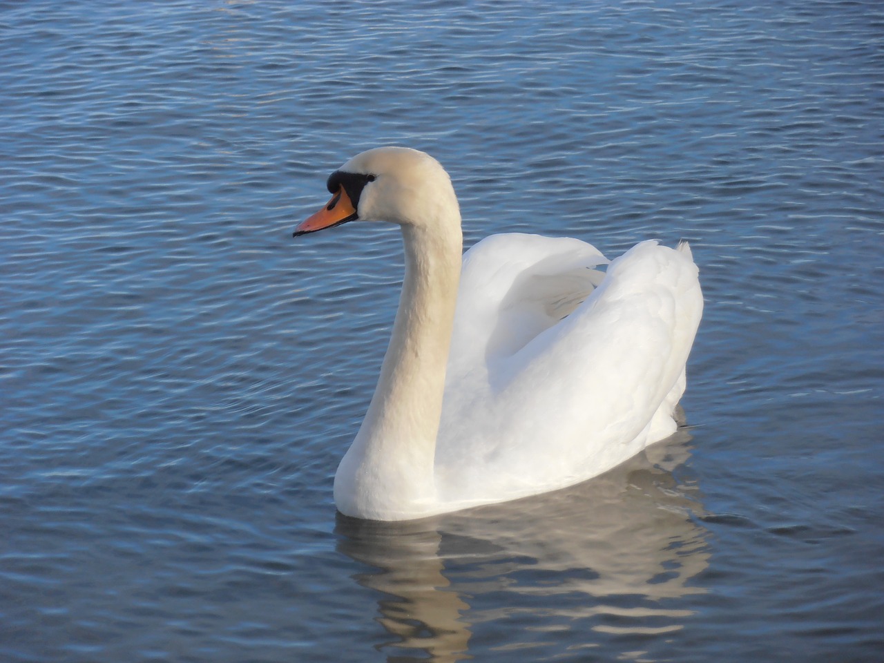 swan sea the coast free photo