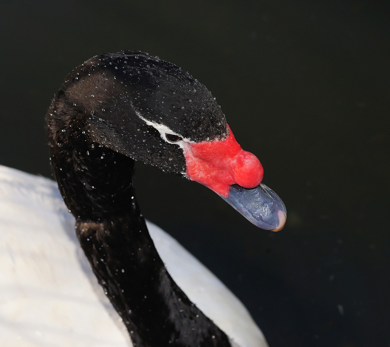 swan black head free photo