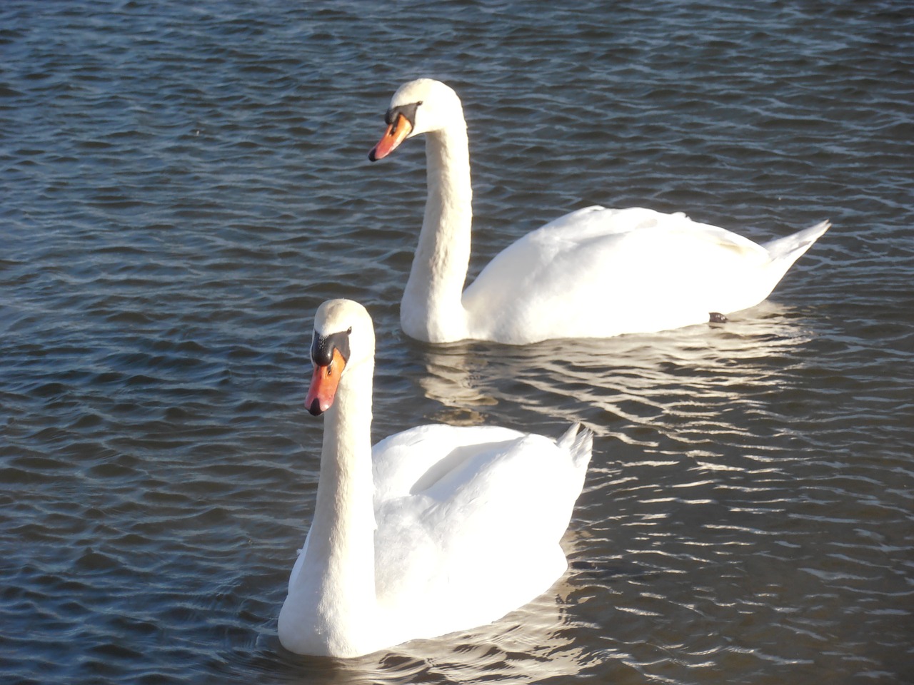 swan nature bird free photo