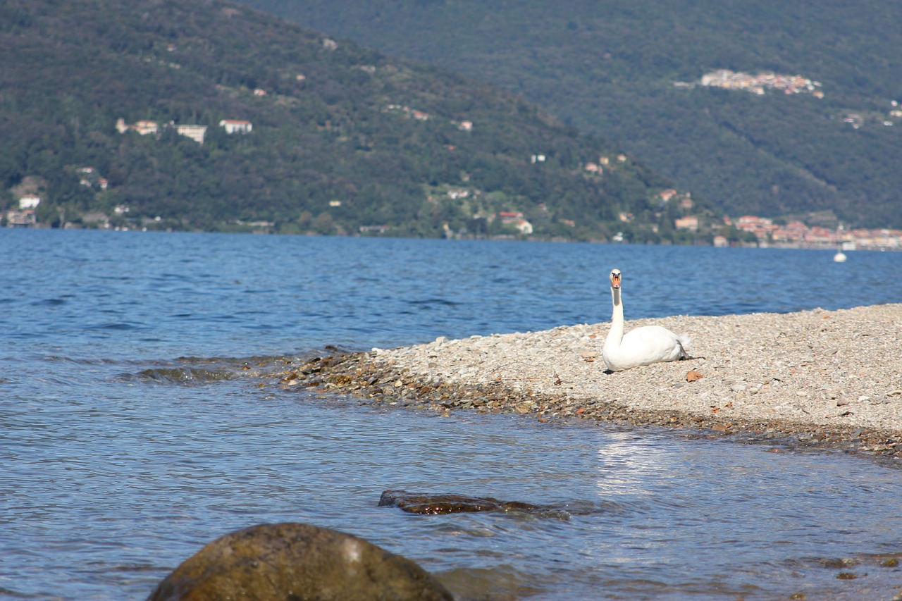 swan lake elegant free photo