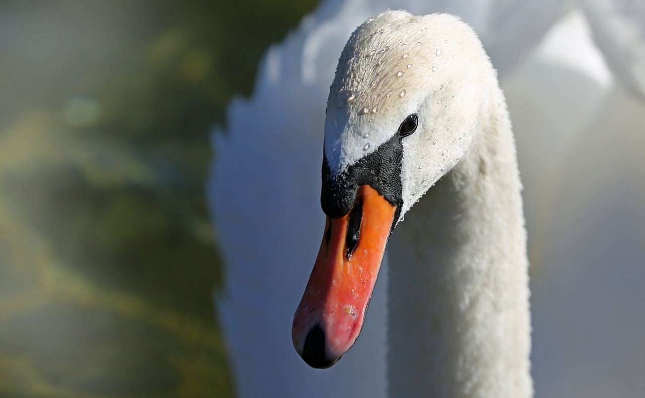 swan bird lake free photo