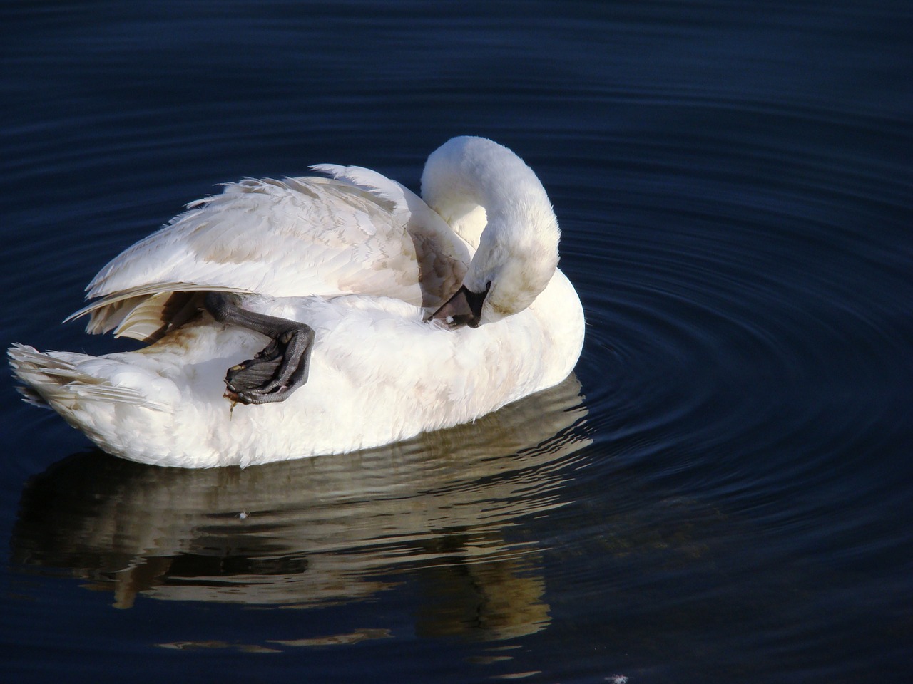 swan mute swan cygnus olor free photo