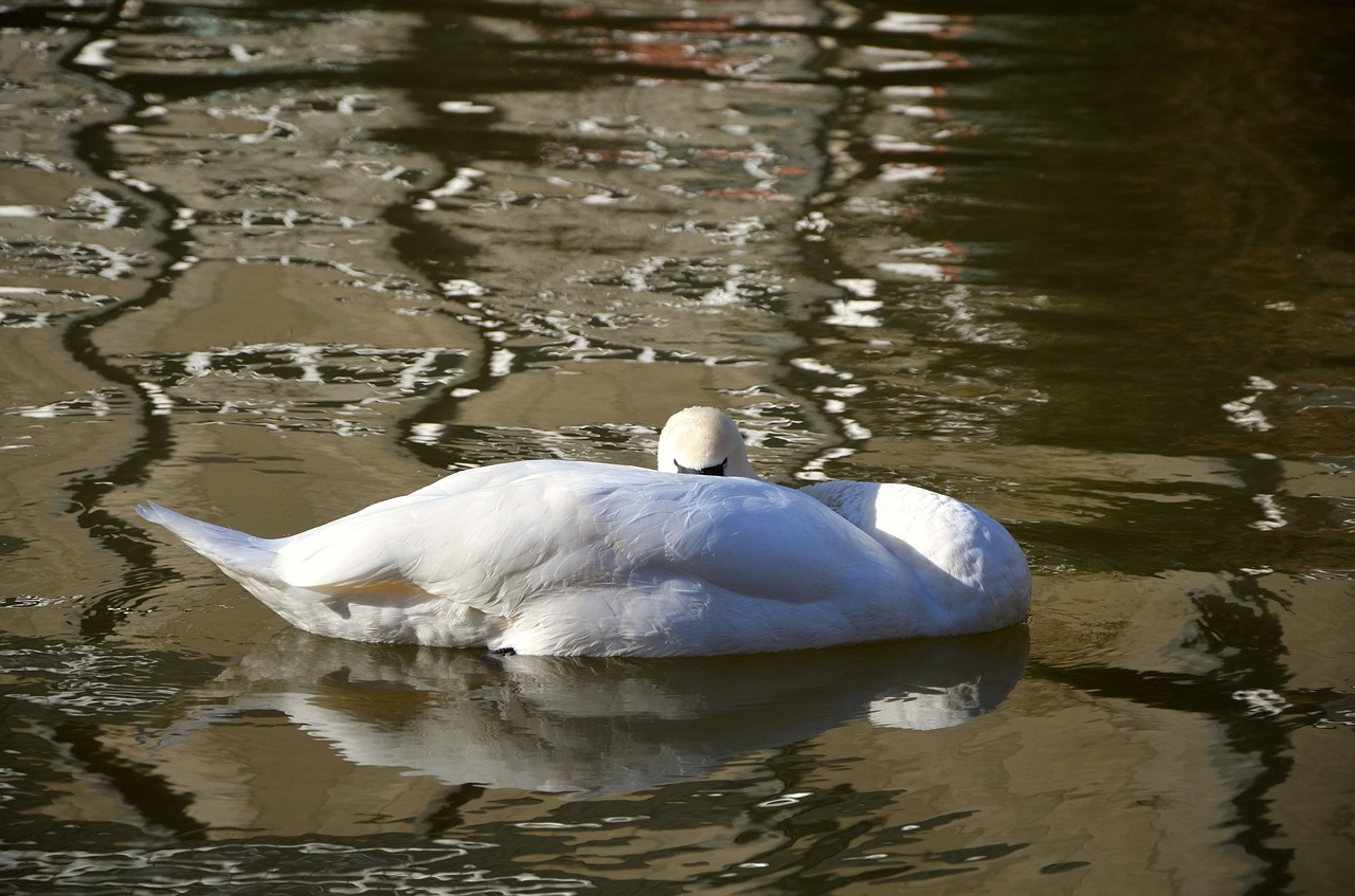 swan sleep rest free photo