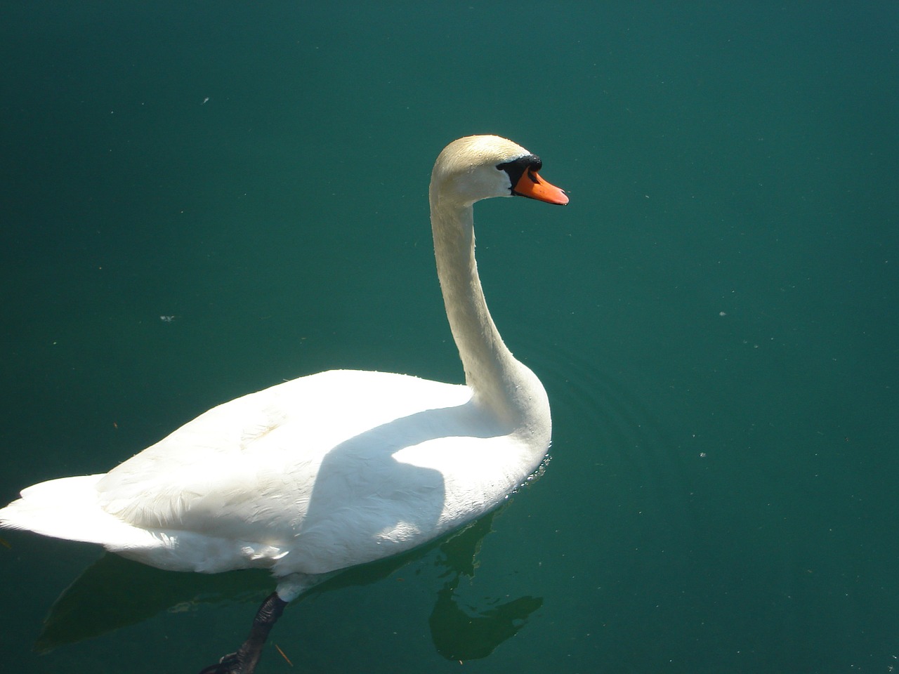 swan white water free photo