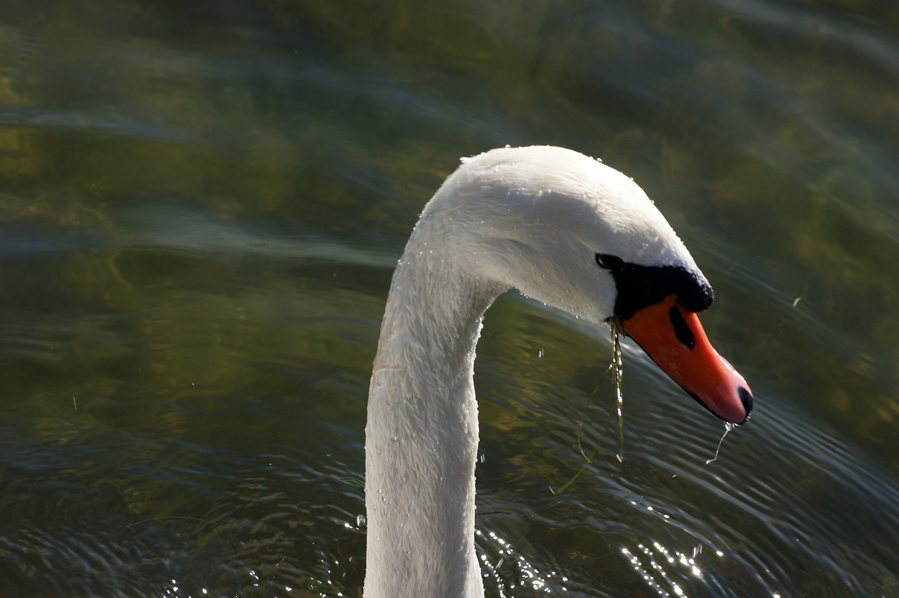 swan water snout free photo