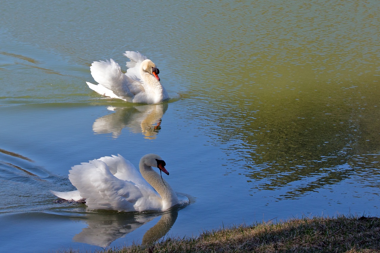 swan nature pond free photo