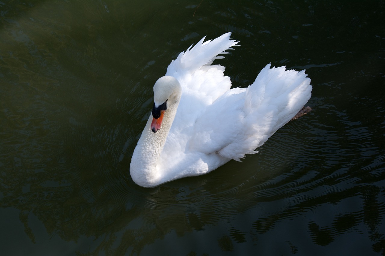 swan nature water free photo