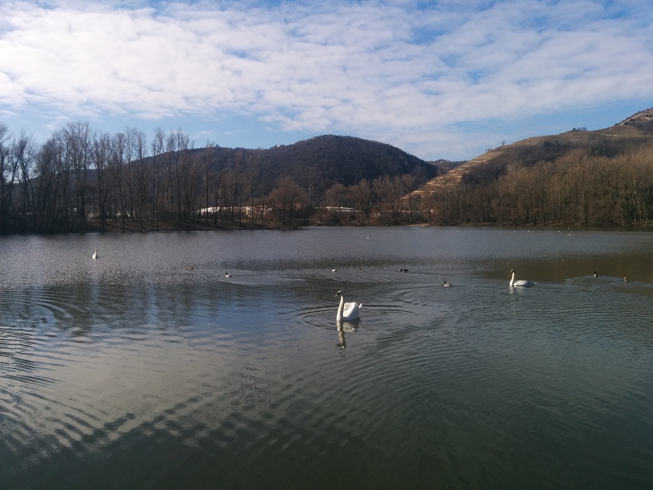 swan bird lake free photo