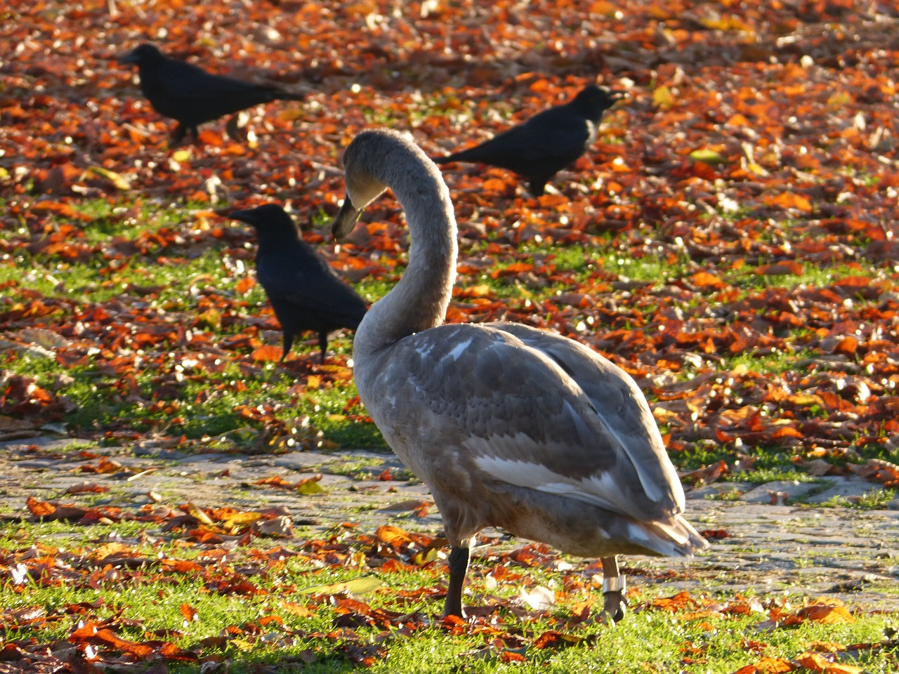 swan young bird bird free photo