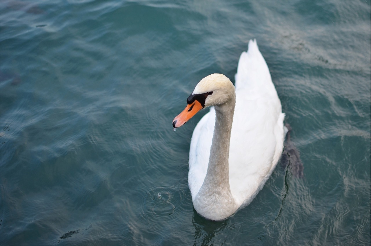 swan bird wildlife free photo