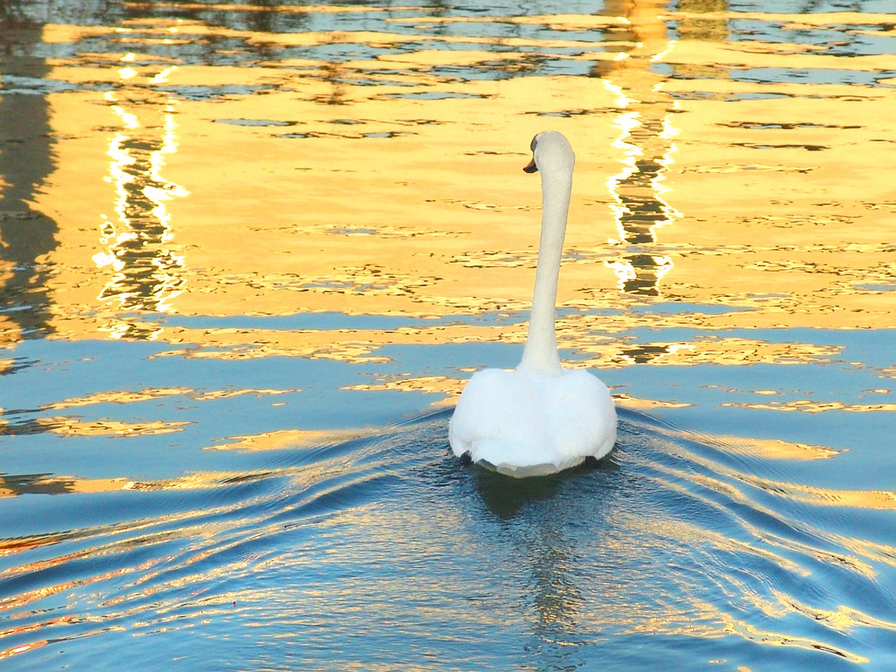 swan lake reflection free photo