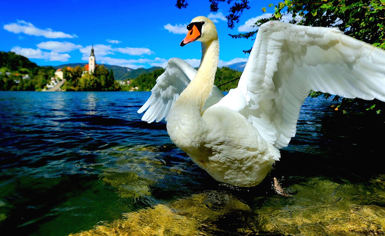 swan swan lake lake bled free photo