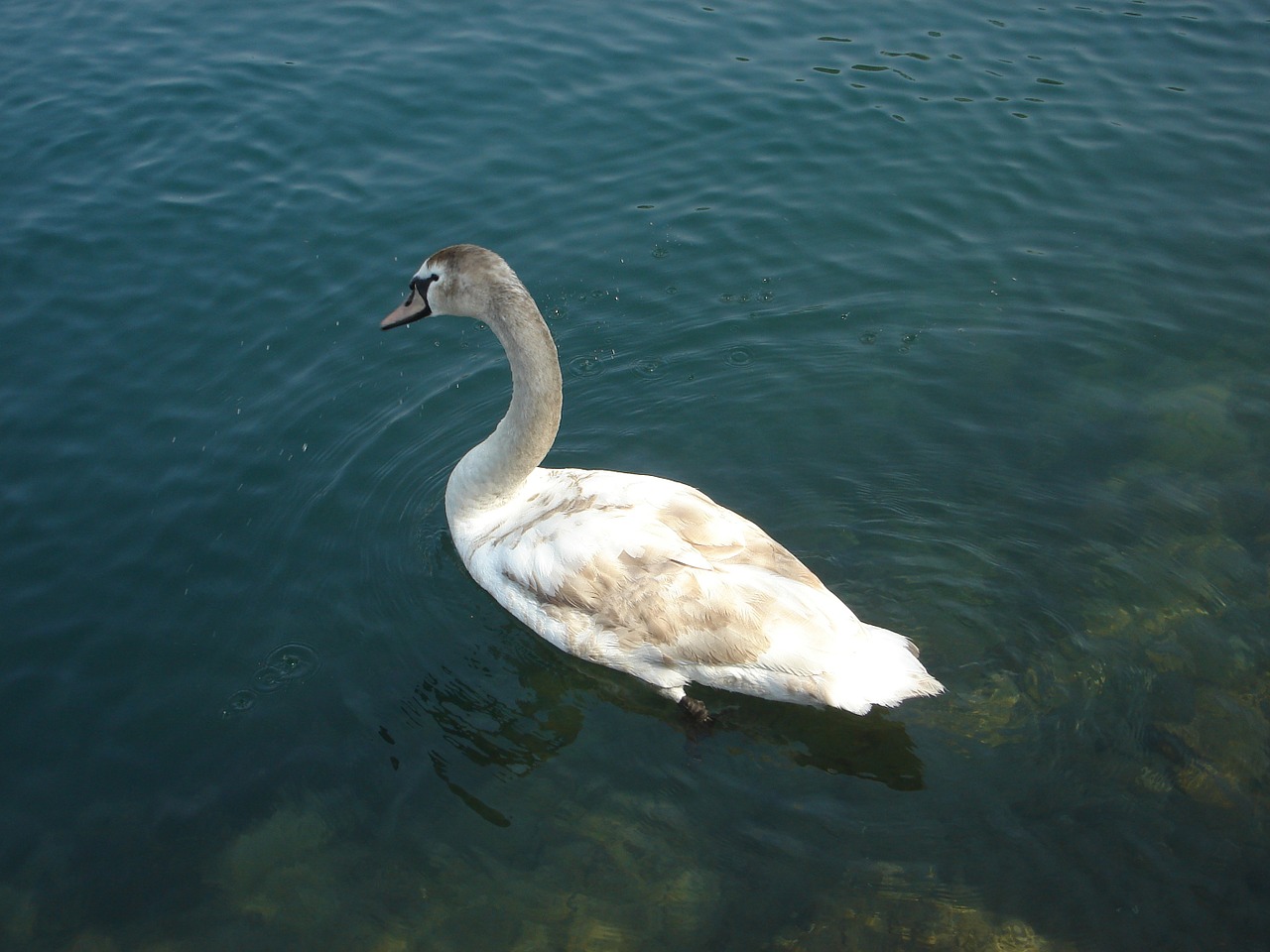 swan birds lake free photo