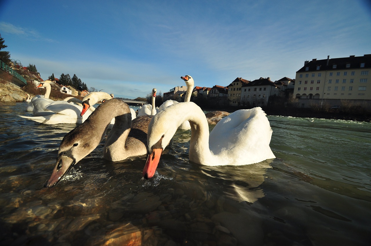 swan water white free photo