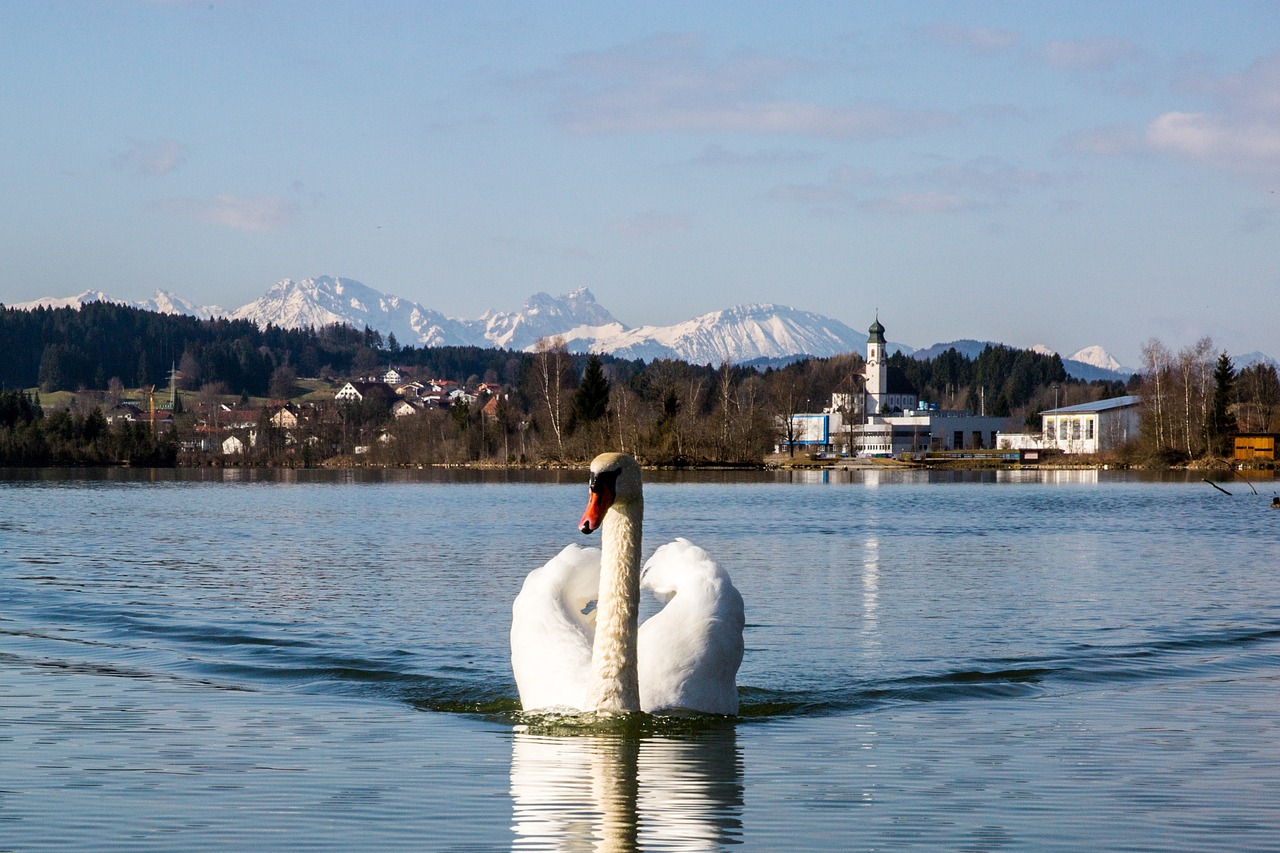 swan bird white free photo