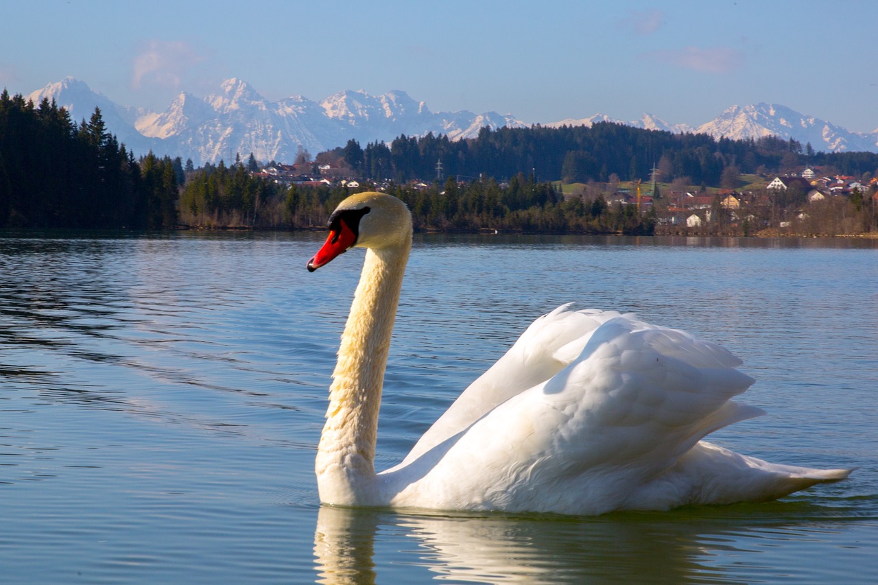 swan bird white free photo