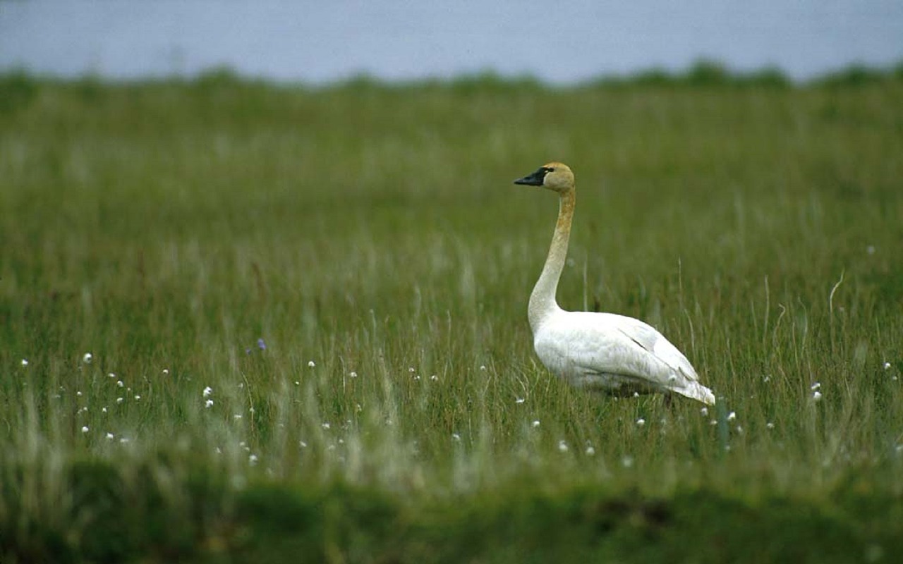 swan tundra bird free photo