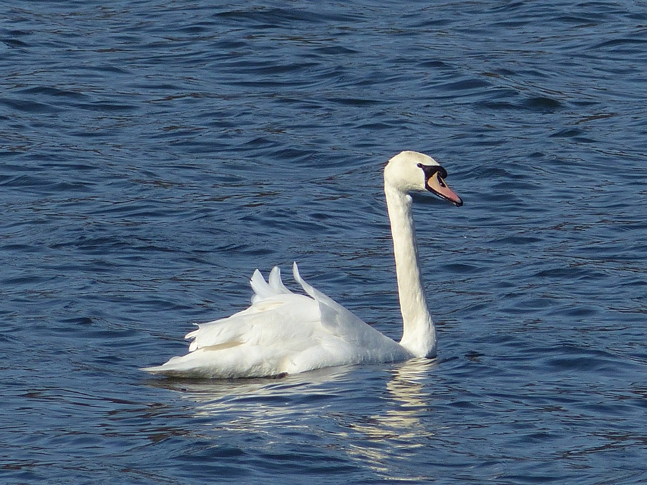 swan swans lake free photo
