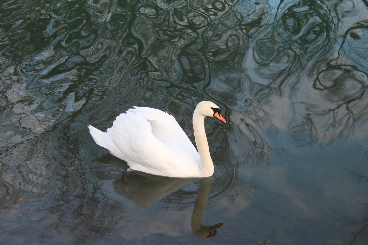swan rhine animal free photo