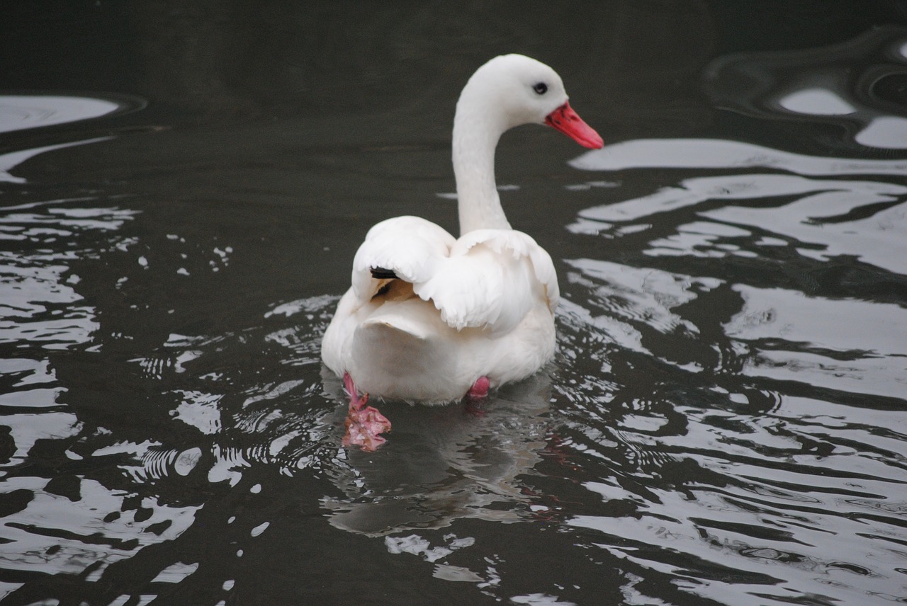 swan white romance free photo