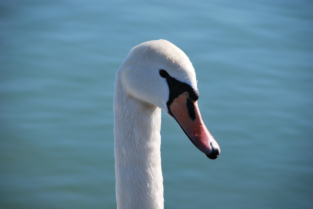 swan lake blue free photo