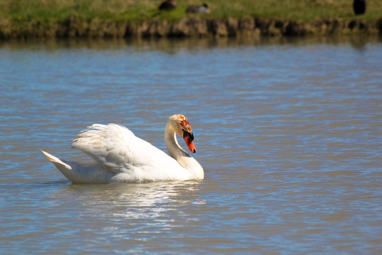 swan bird thanks free photo