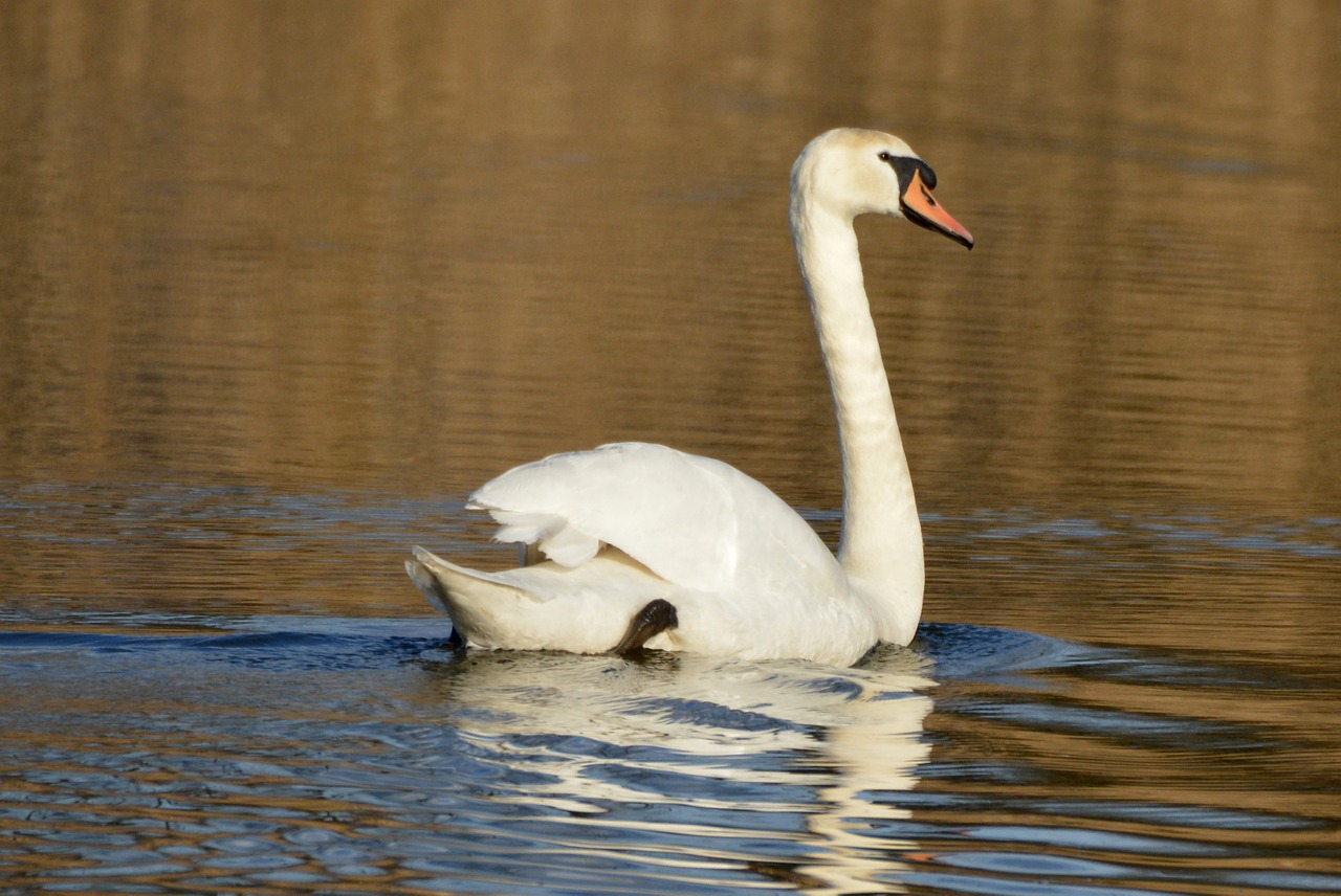 swan animal waterfowl free photo