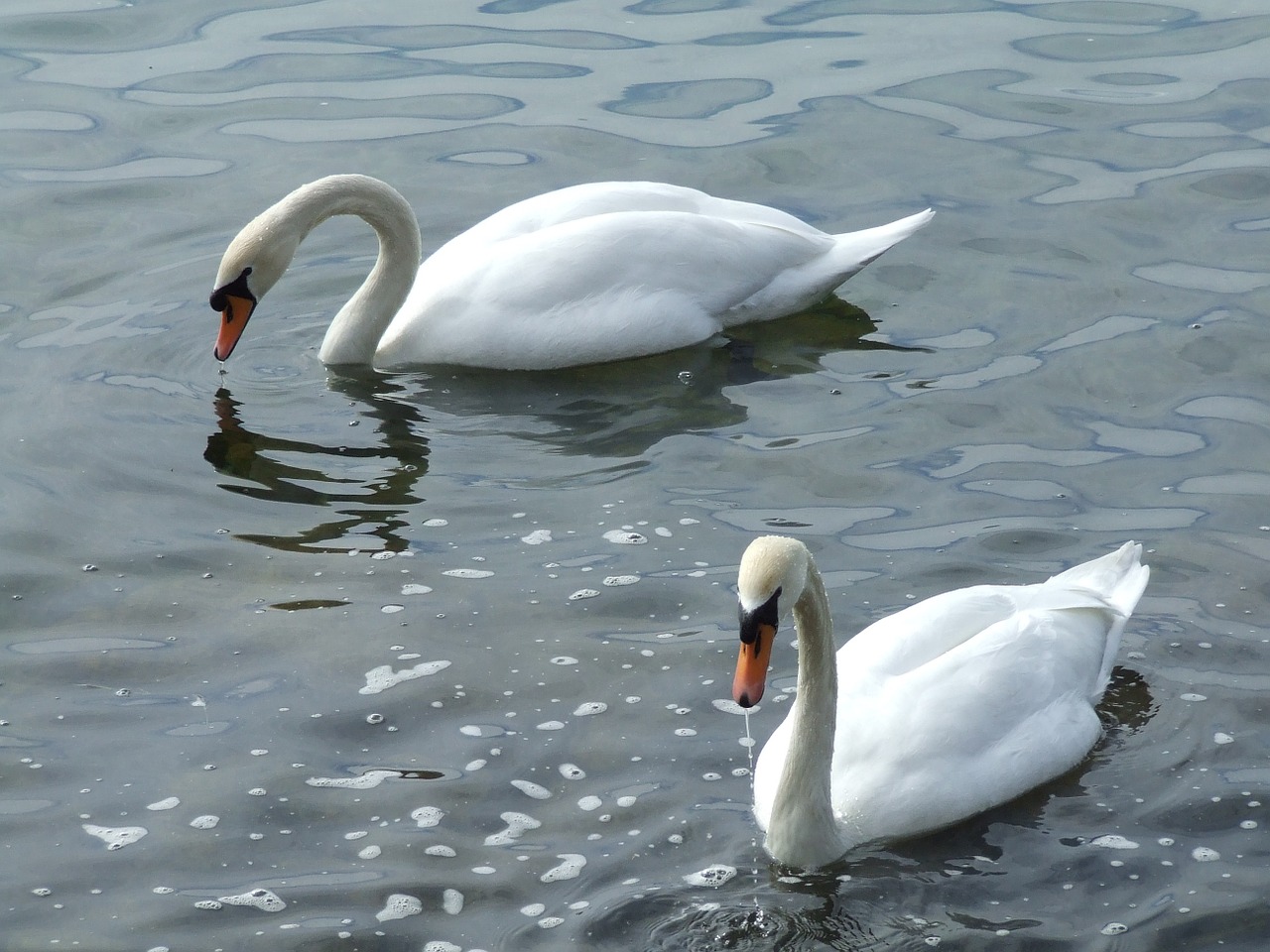 swan swans water bird free photo