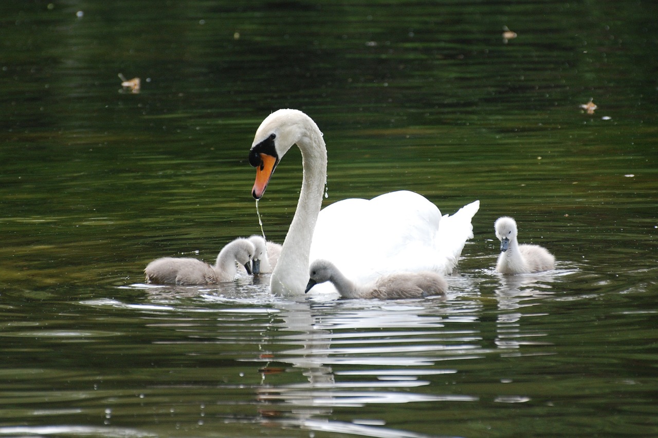 swan pond animals free photo