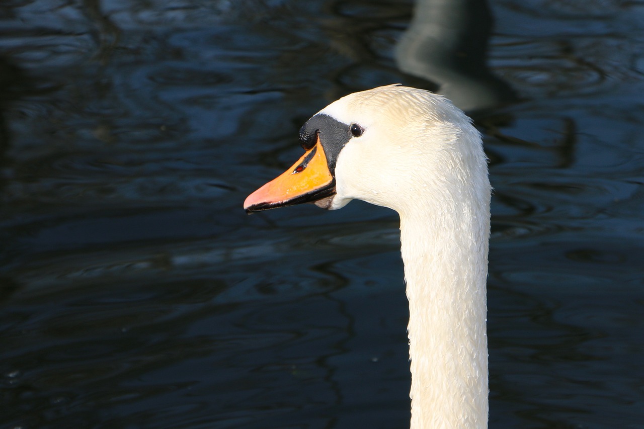 swan head view free photo