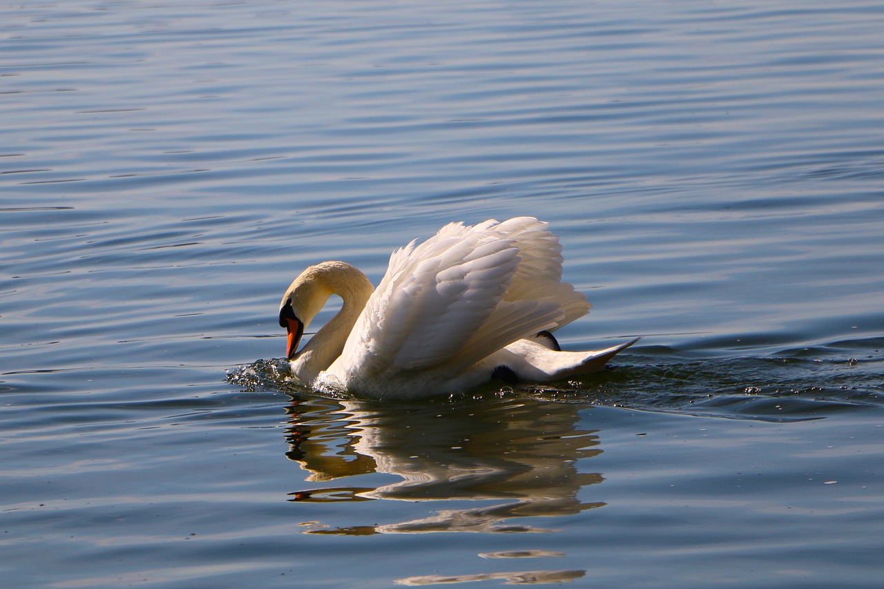 swan swim drohgebärde free photo