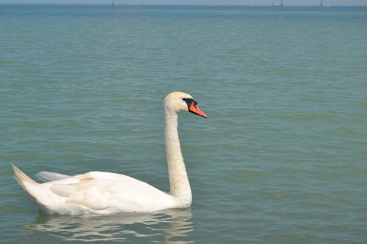 swan beautiful beak free photo