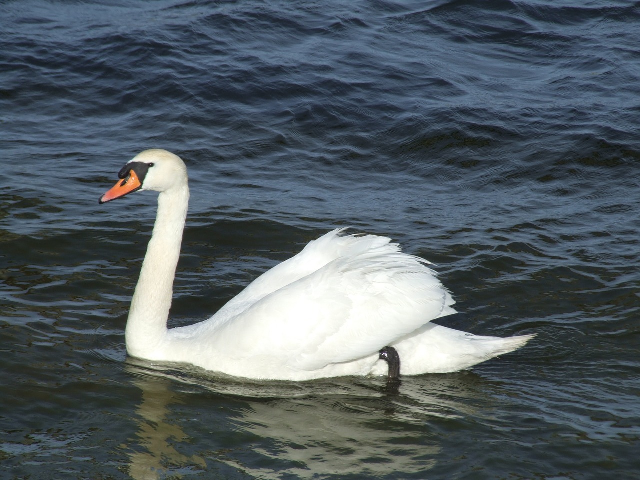 swan swimming water free photo