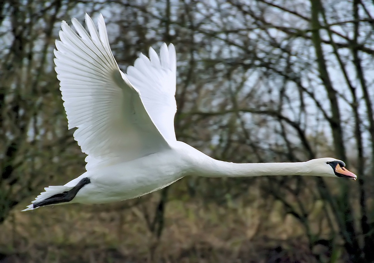 swan fly wing free photo