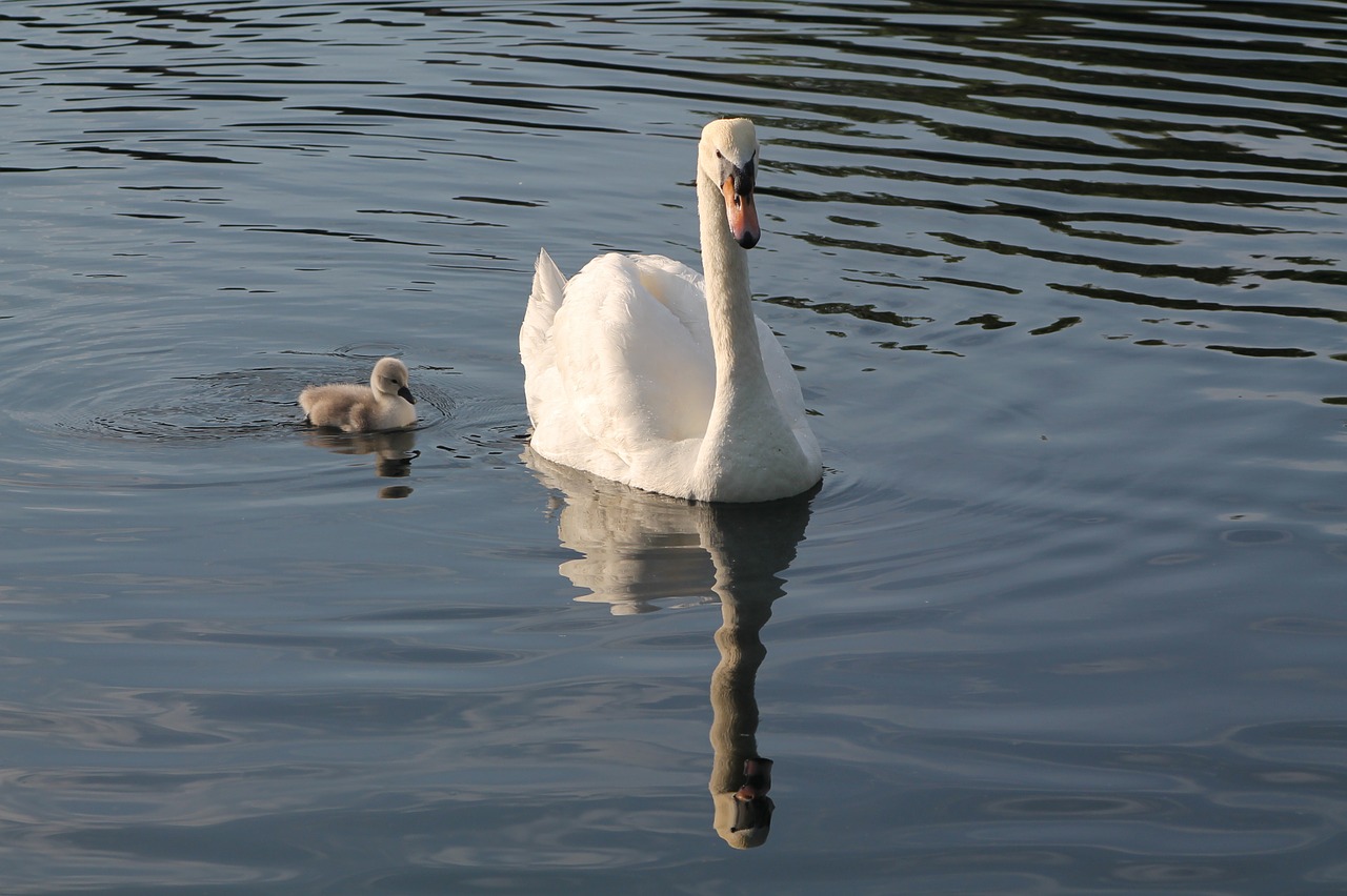 swan hatchling birds free photo